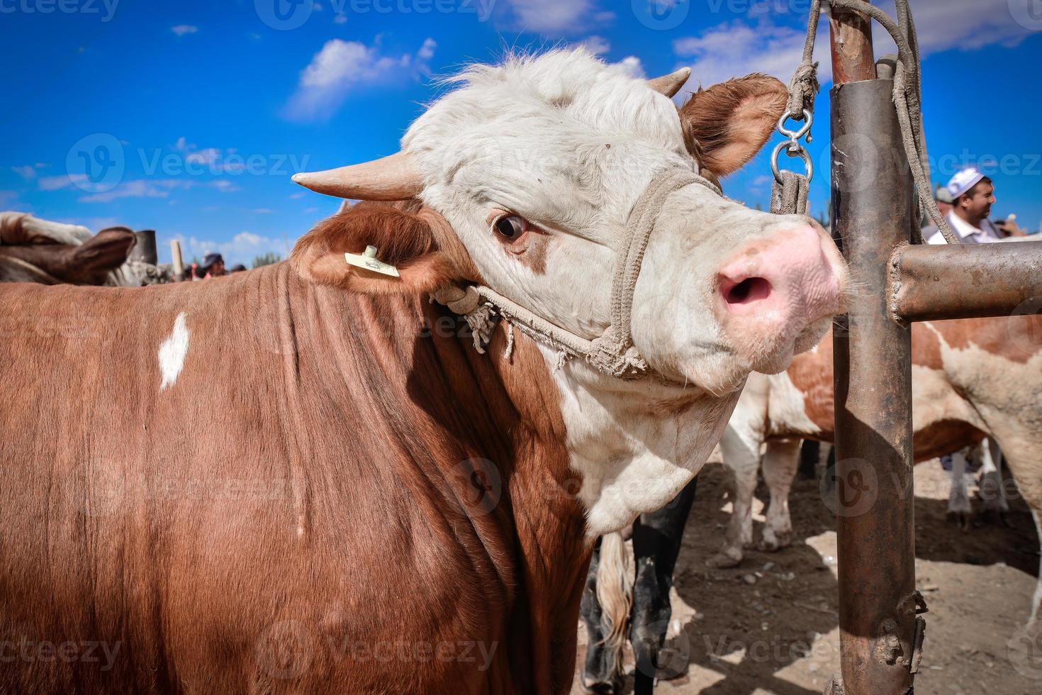 ganado esperando para comercio en el vacas y oveja bazar en Xinjiang foto