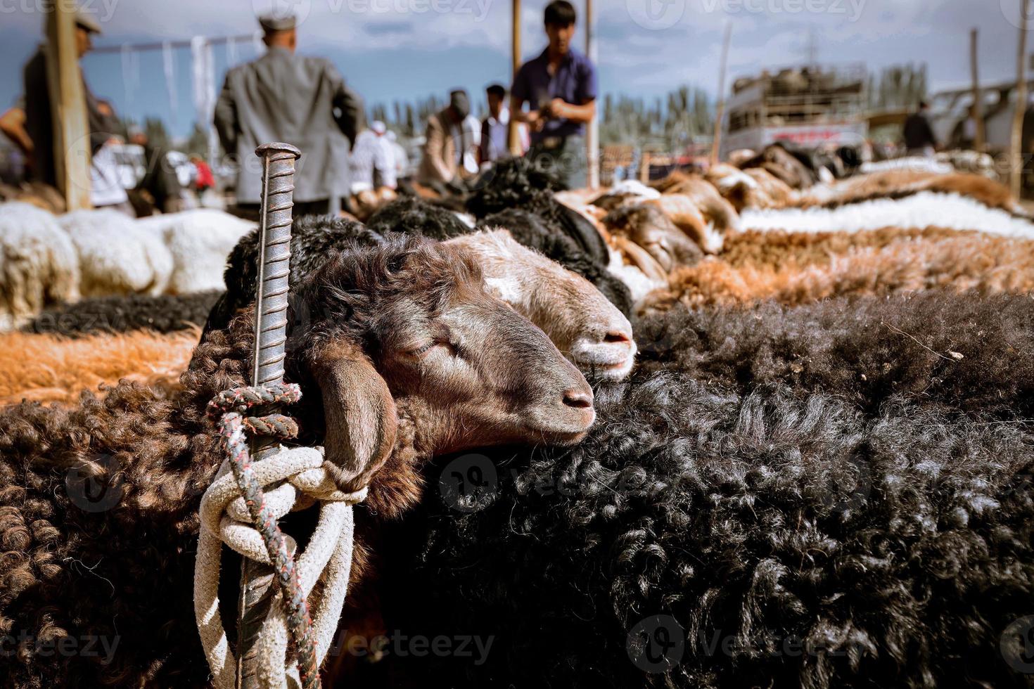 ganado esperando para comercio en el vacas y oveja bazar en Xinjiang foto