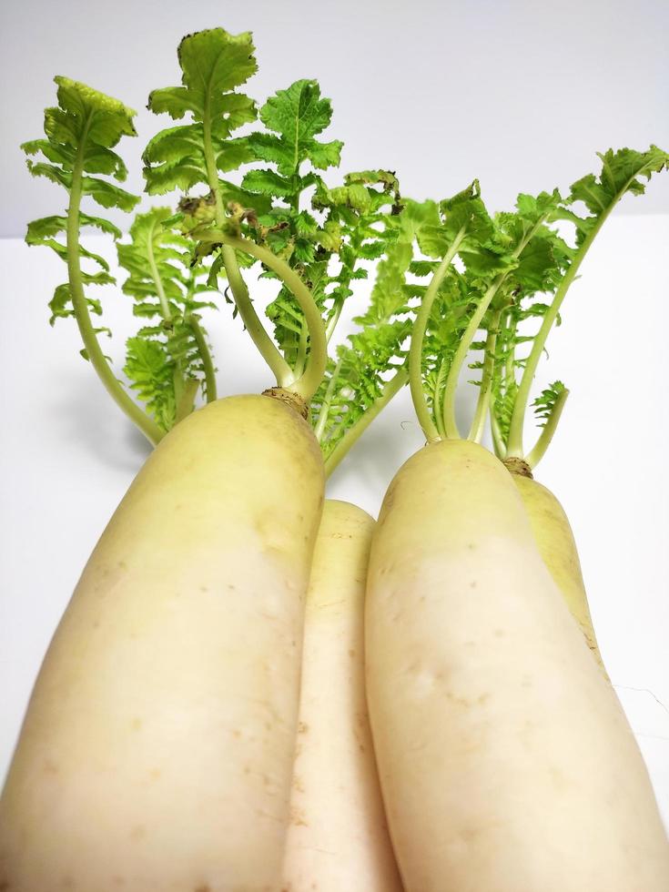 White Radish or Daikon isolated in white background photo