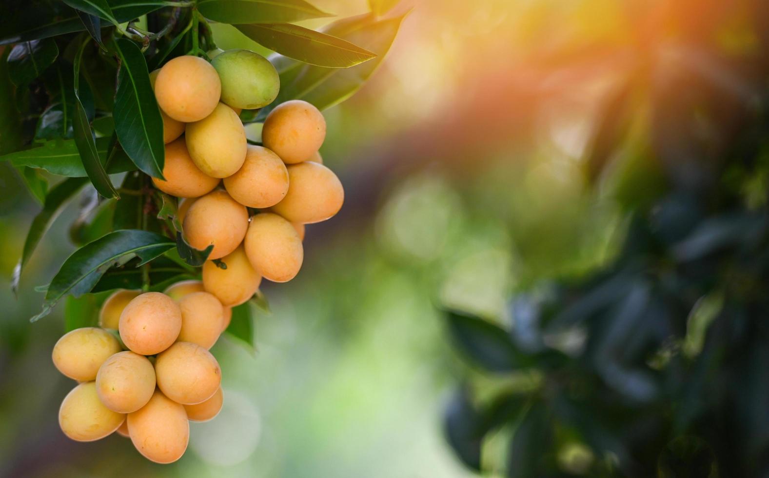 Marian plum fruit in marian plum tree in the garden tropical fruit orchard, Name in Thailand Sweet Yellow Marian Plum Maprang Plango or Mayong chid photo