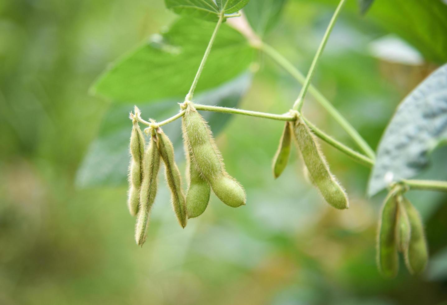 Green soybean on the tree - Young soybean seeds on the plant growing in the agriculture photo