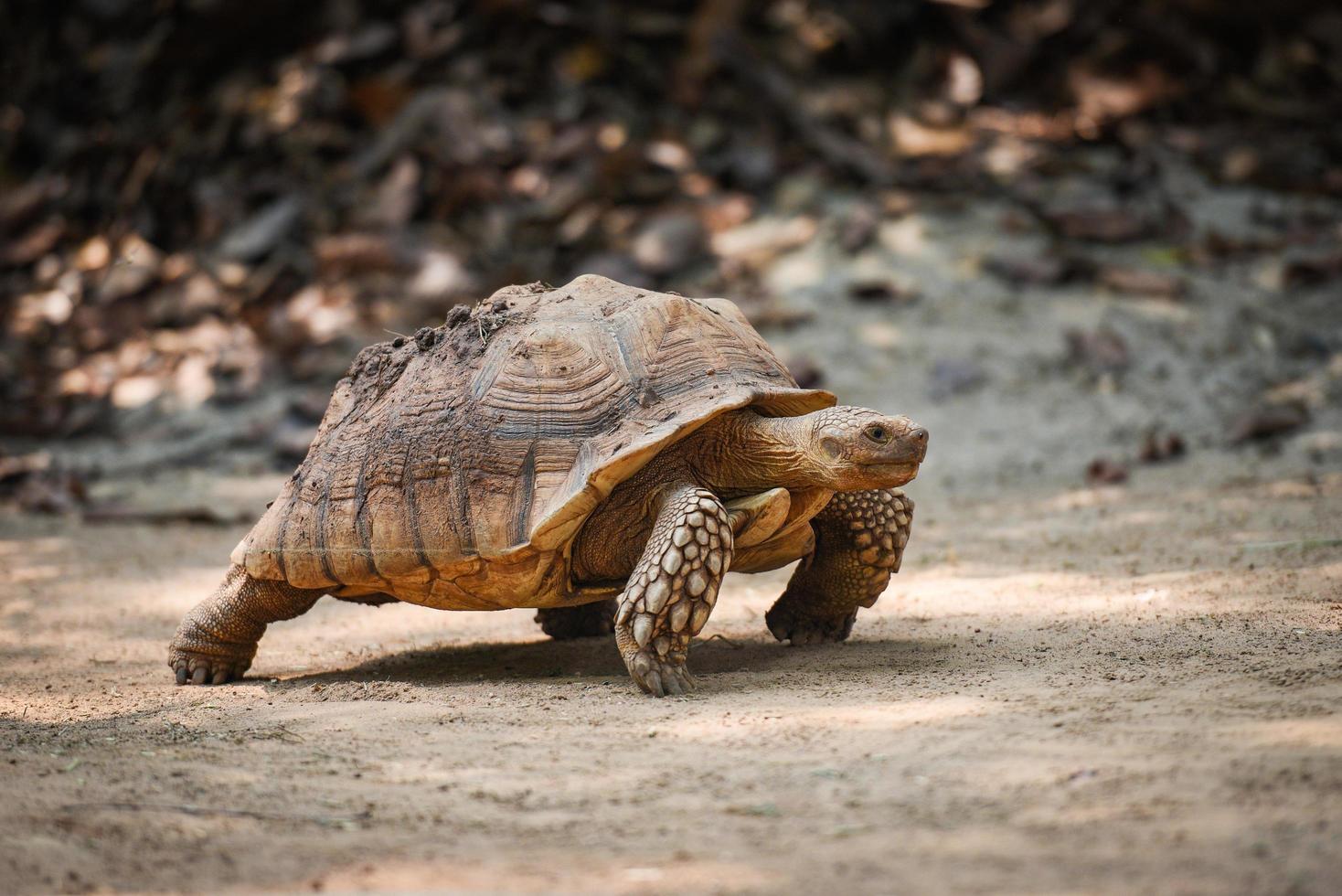 African spurred tortoise Close up turtle walking photo