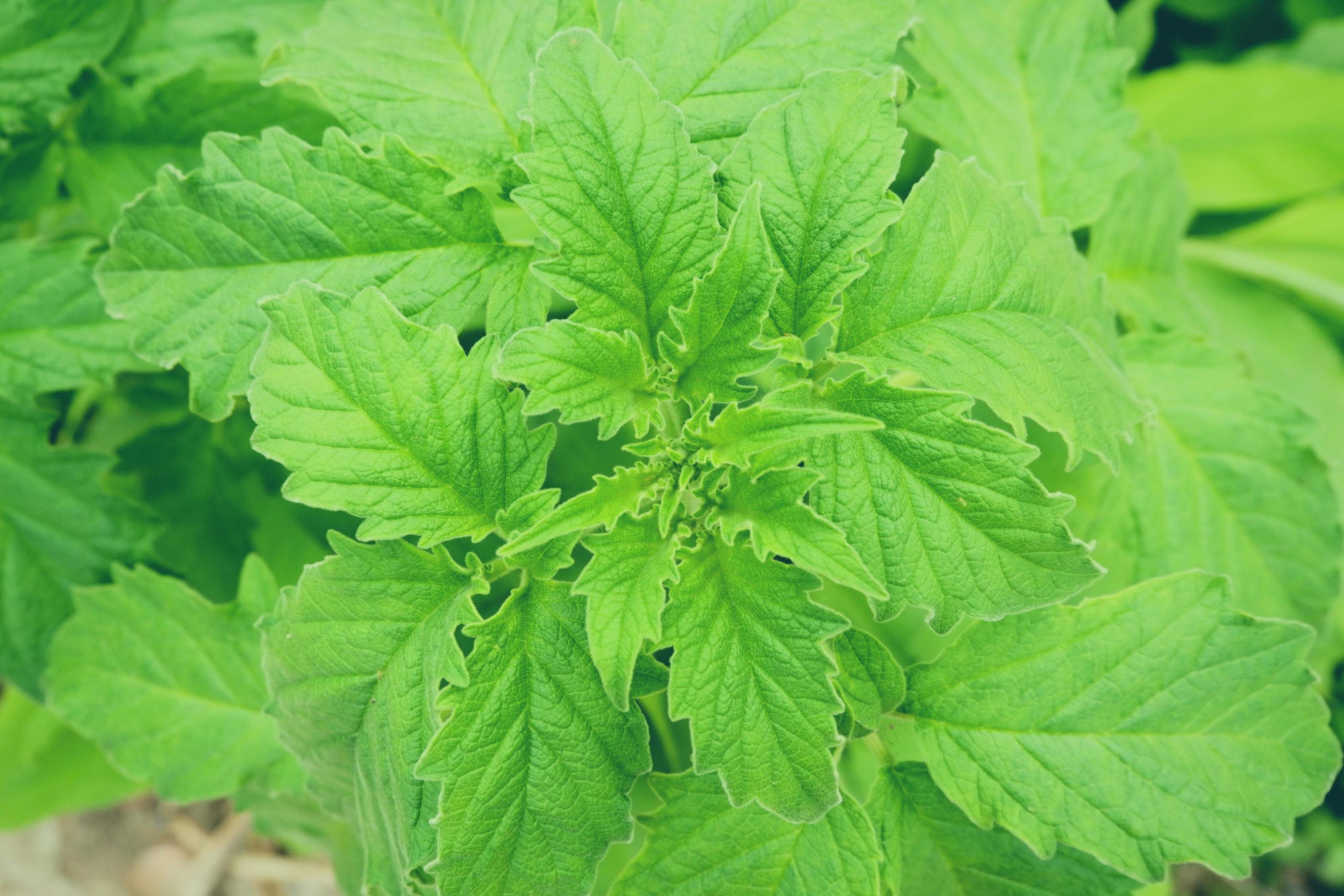 perilla leaves egoma Green sesame leaf growing in the tree white sesame