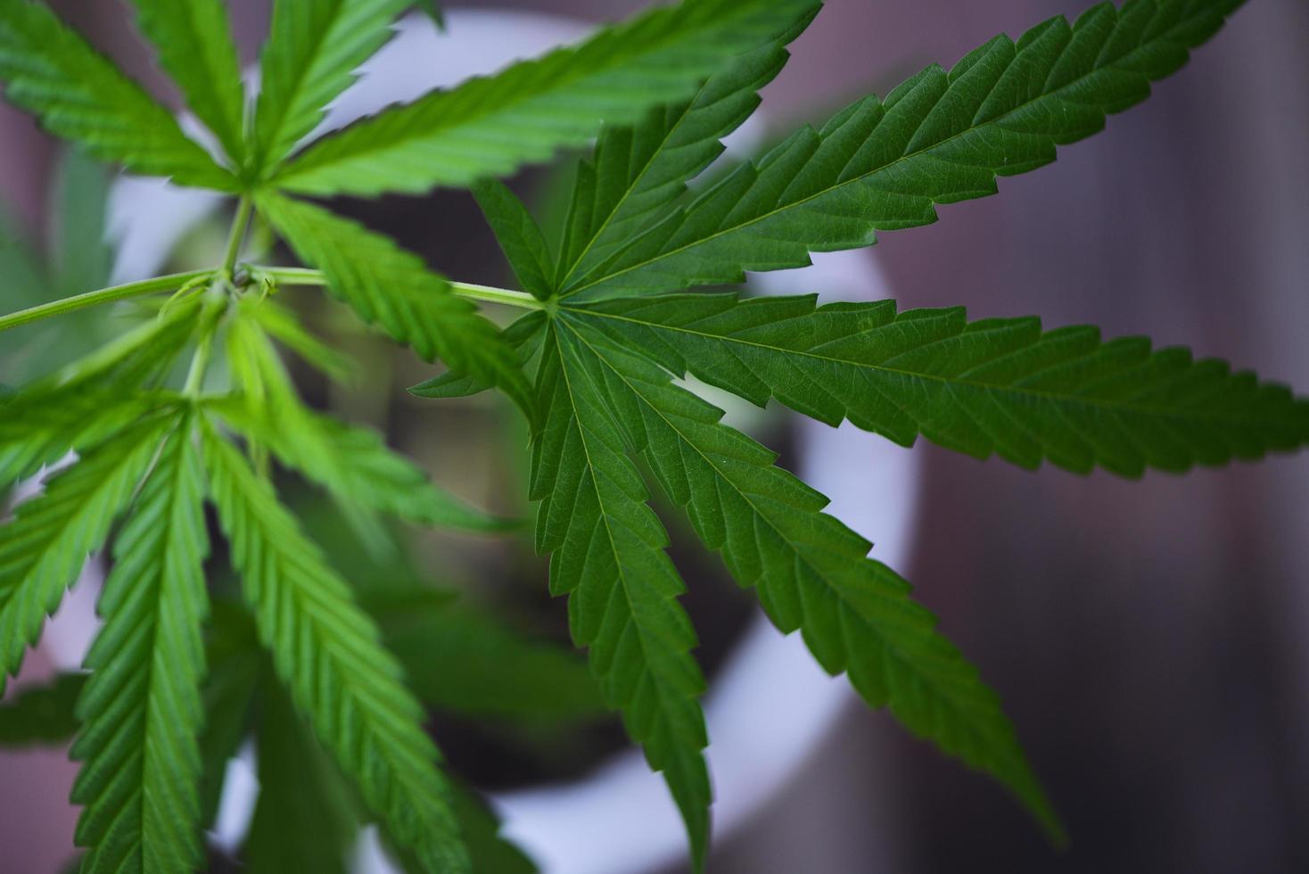 Cannabis leaves Marijuana plant tree growing in pot top view selective focus photo