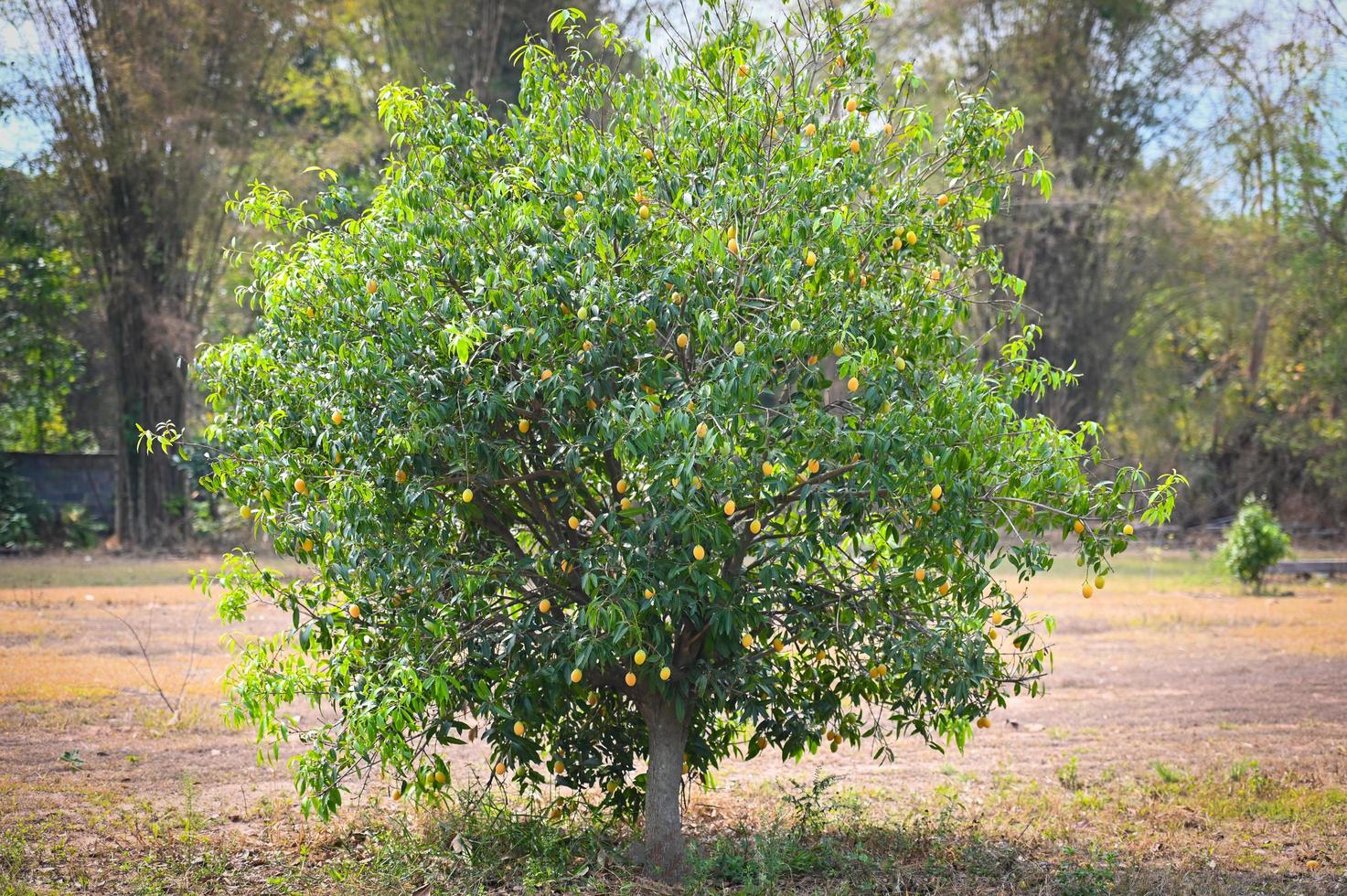 Marian plum fruit in marian plum tree in the garden tropical fruit orchard, Name in Thailand Sweet Yellow Marian Plum Maprang Plango or Mayong chid photo