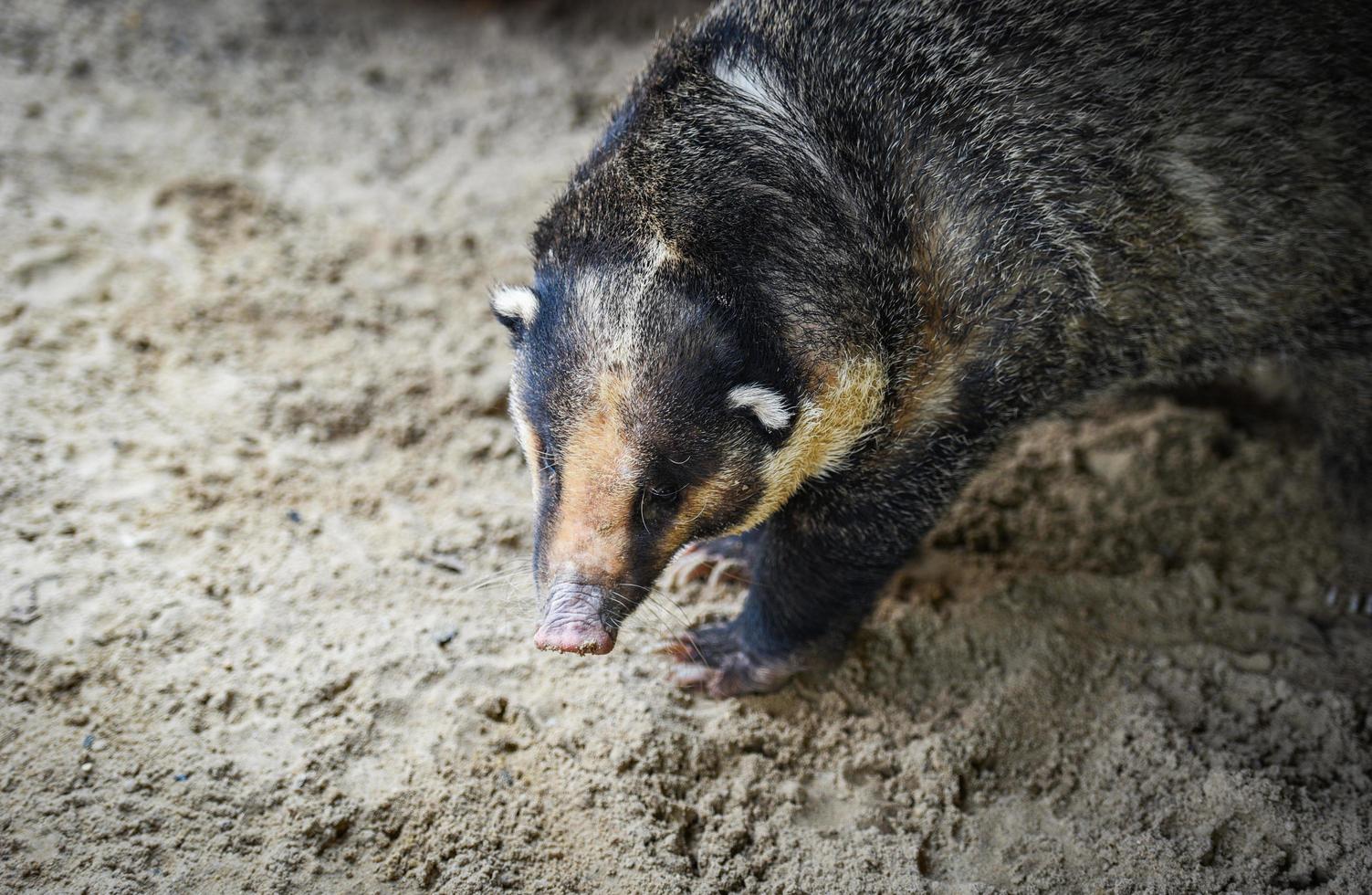 hog badger - Arctonyx collaris Badger Greater hog photo