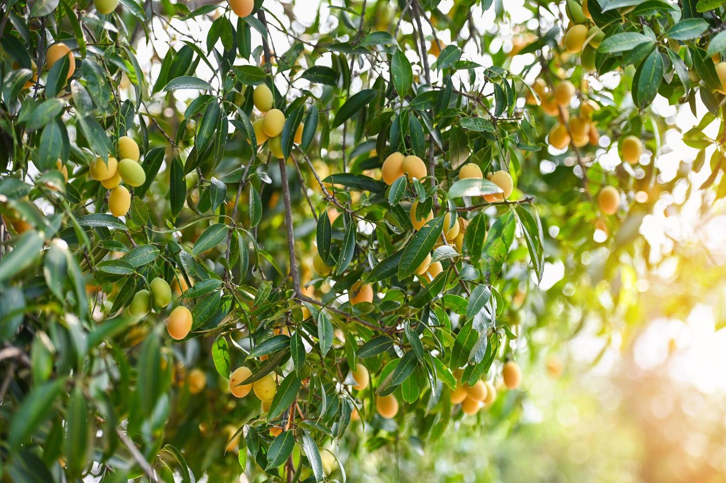 Marian plum fruit in marian plum tree in the garden tropical fruit orchard, Name in Thailand Sweet Yellow Marian Plum Maprang Plango or Mayong chid photo