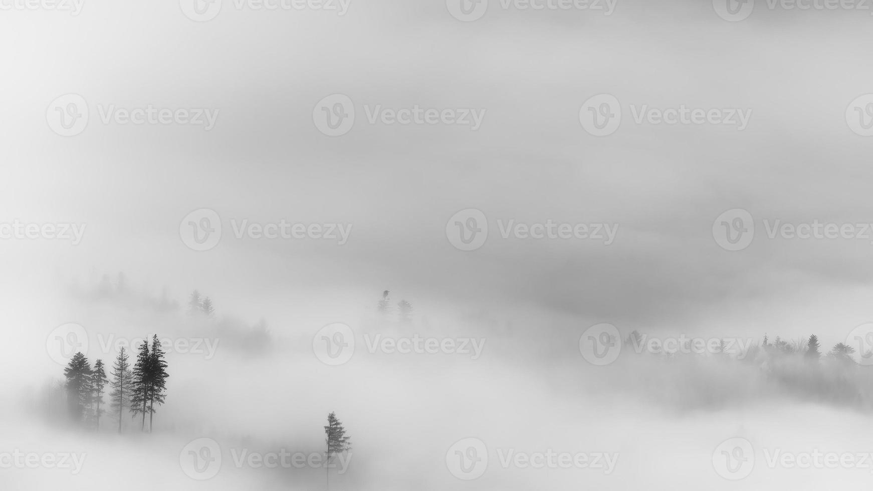 Trees in a foggy autumn landscape photo