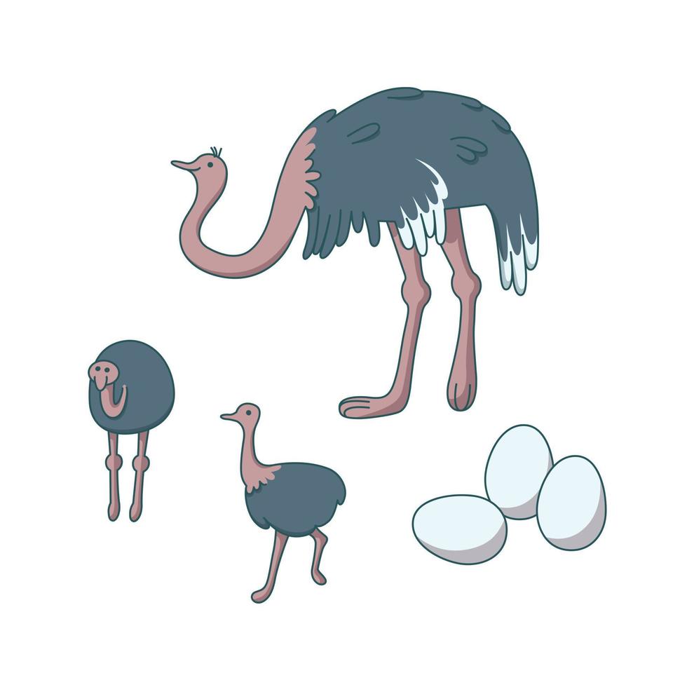 Ostrich family. Animal farm with big birds. Vector illustration