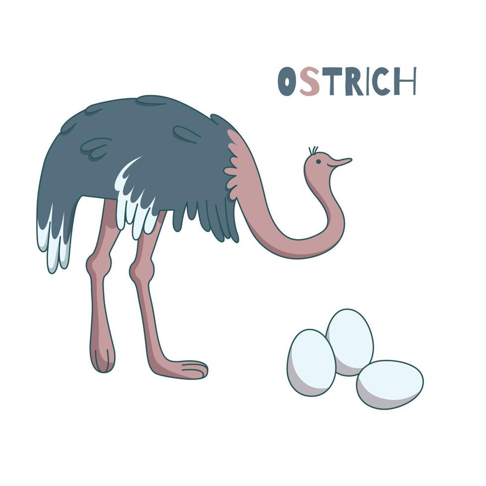 Ostrich with eggs. Animal farm with big birds. Vector illustration