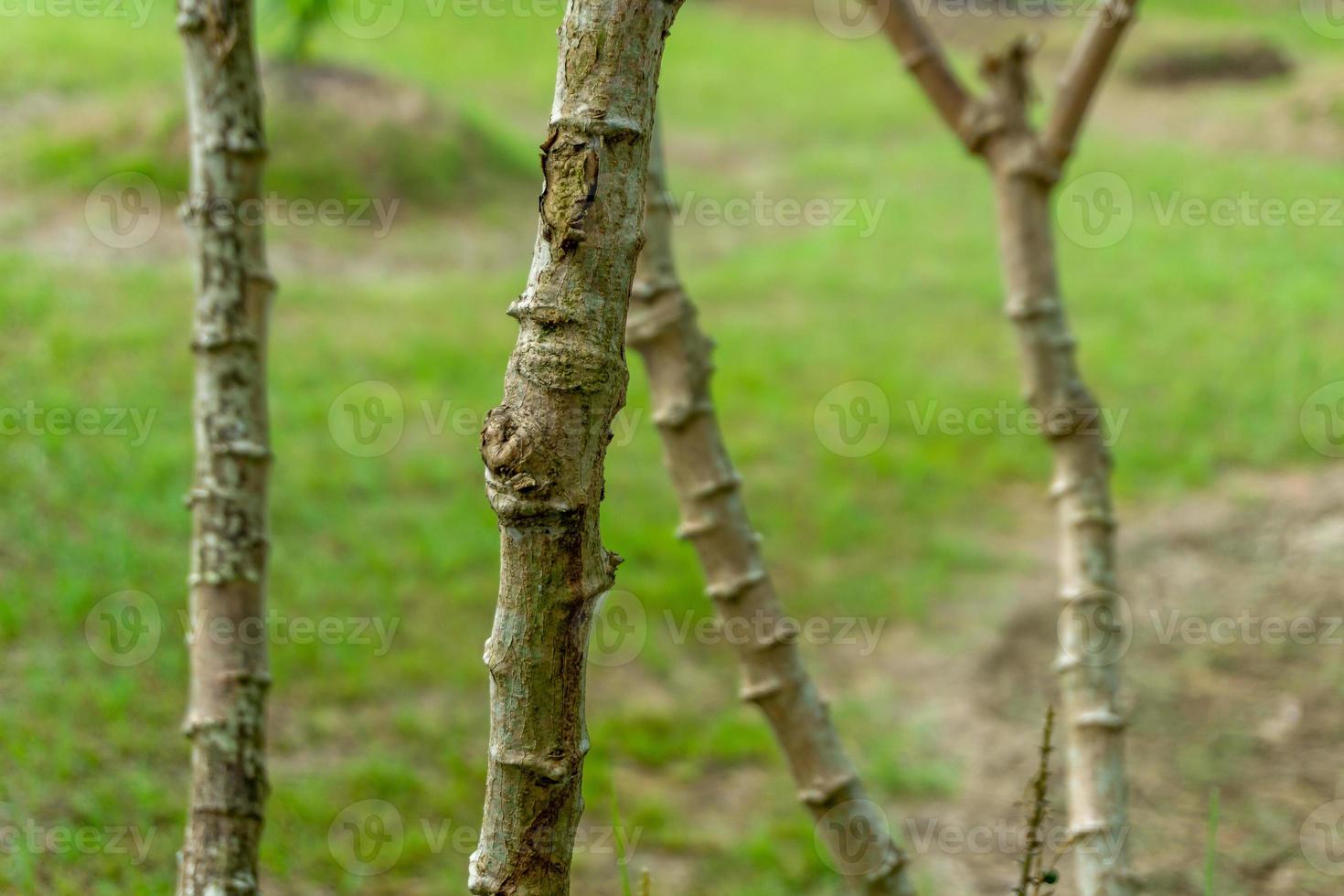 Cassava tree. Close up of growing cassava stem in the garden. photo