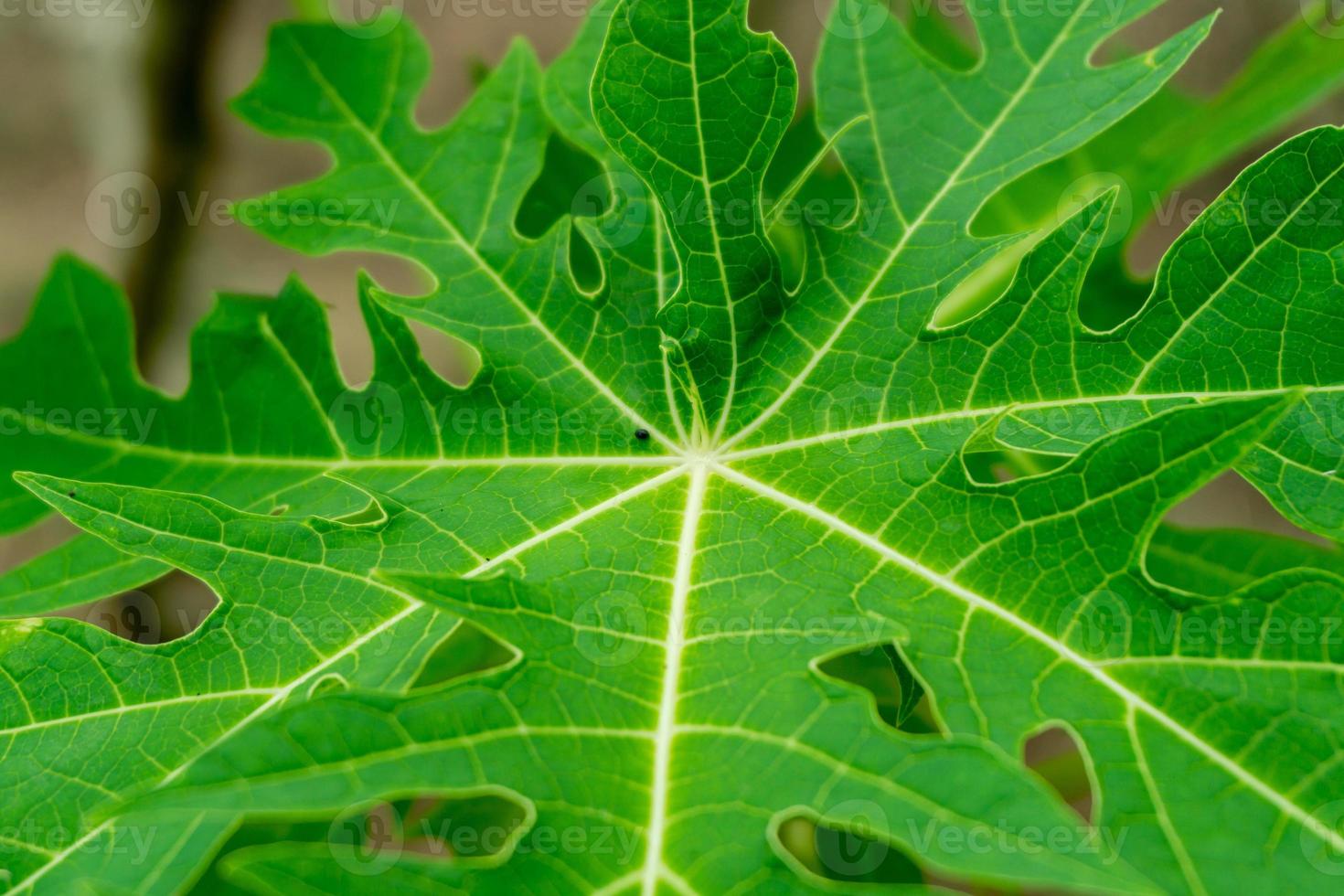 fresh green cassava leaves in the garden. photo