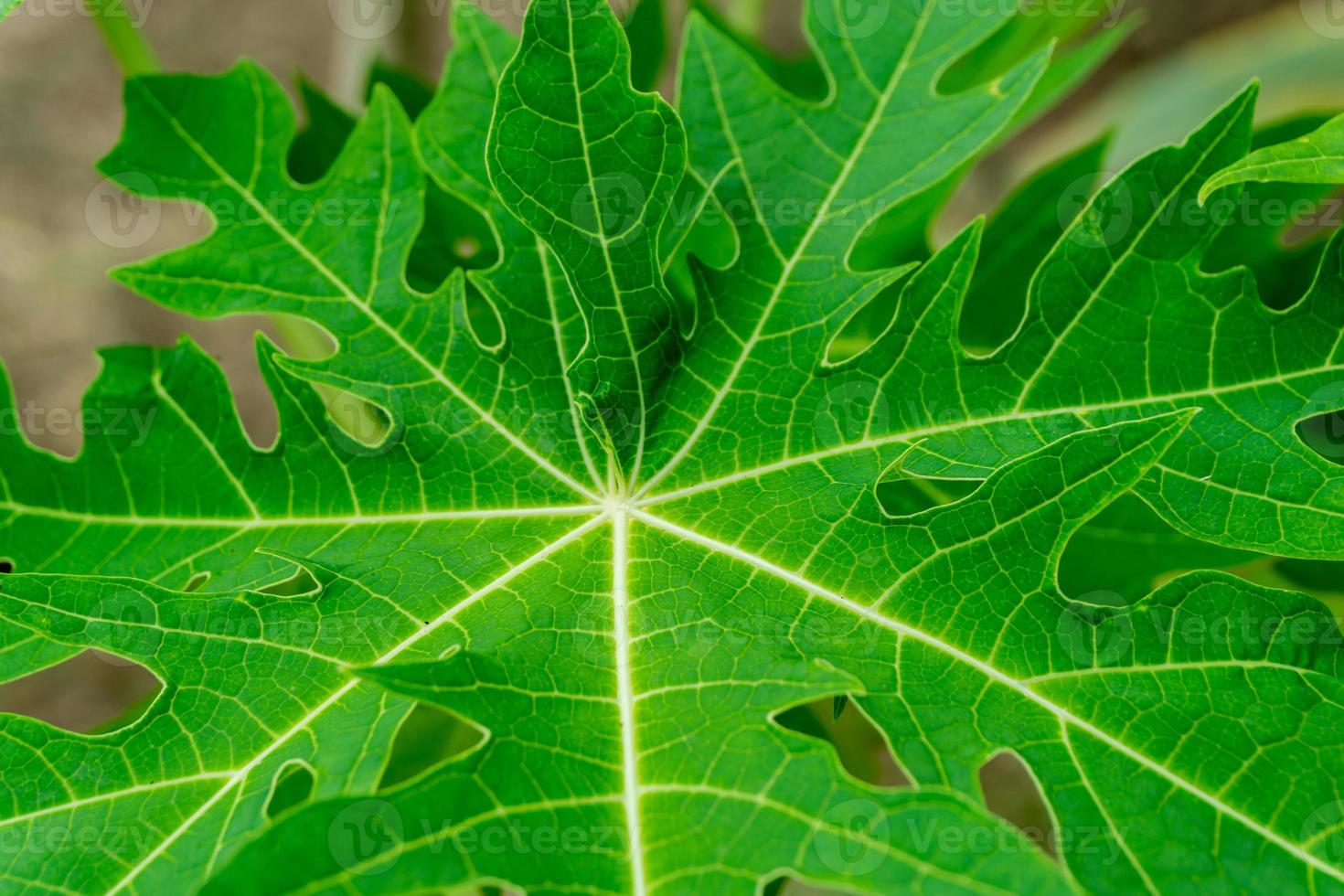 fresh green cassava leaves in the garden. photo