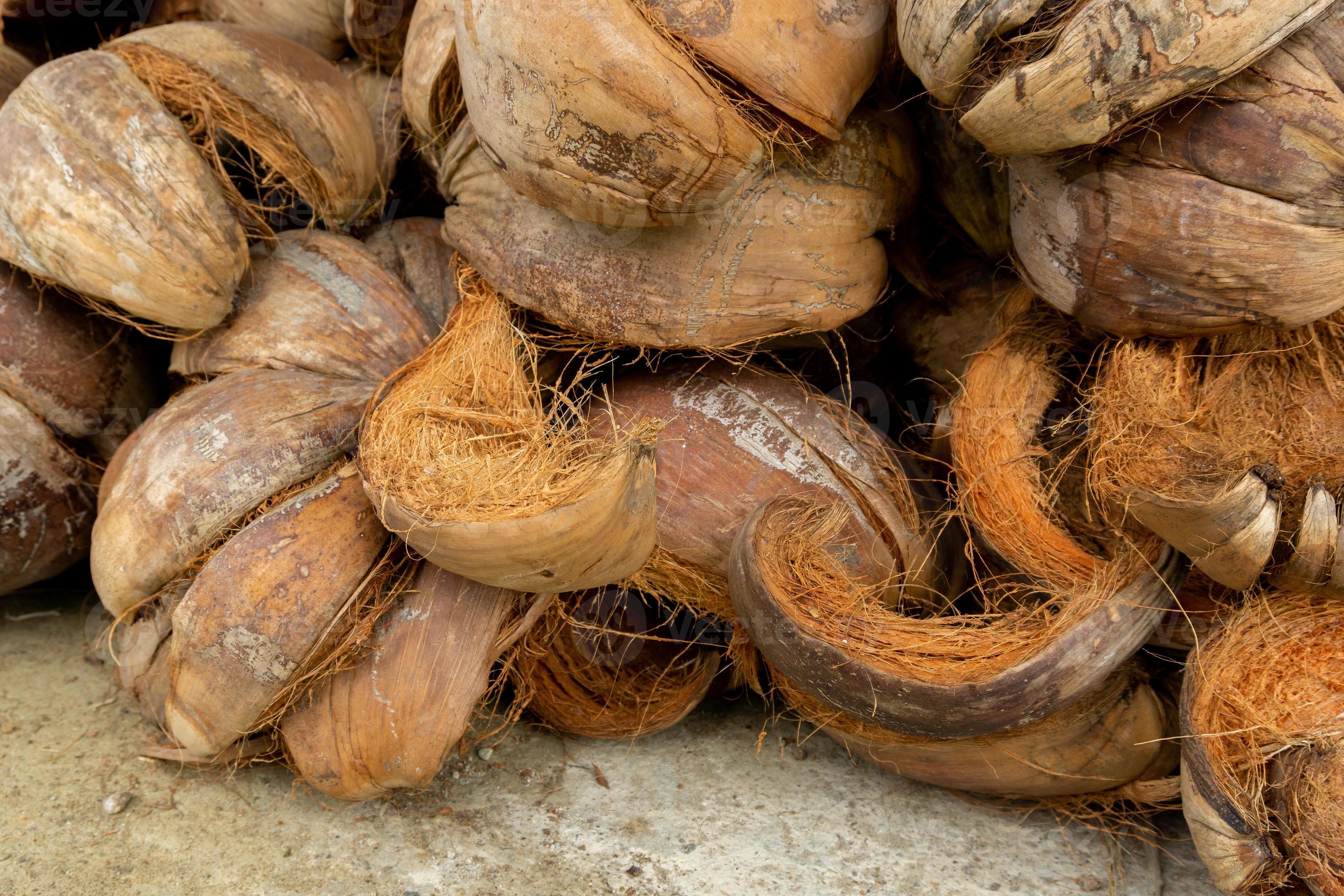 Close up of dry coconut shell and fiber. Bunch of raw brown coconut