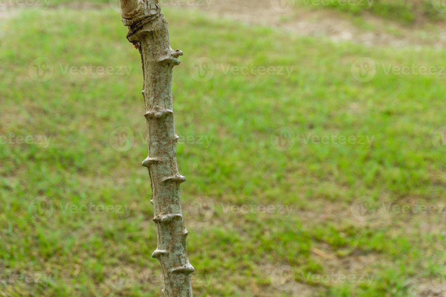 Cassava tree. Close up of growing cassava stem in the garden. photo