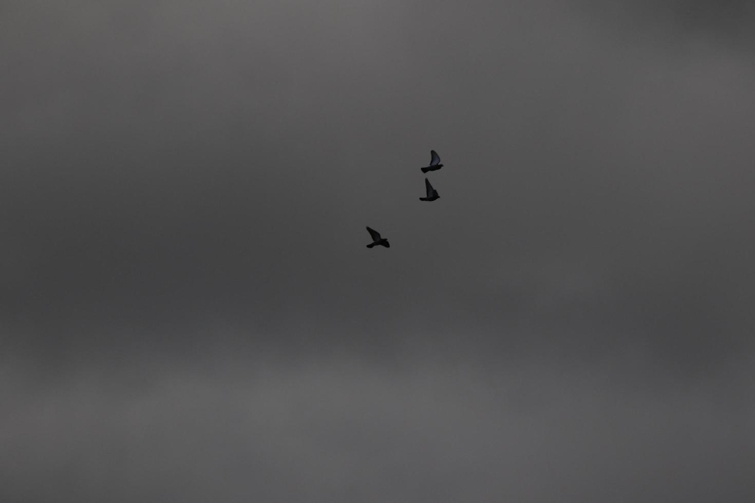 volador aves en un Tormentoso clima y oscuro nubes foto