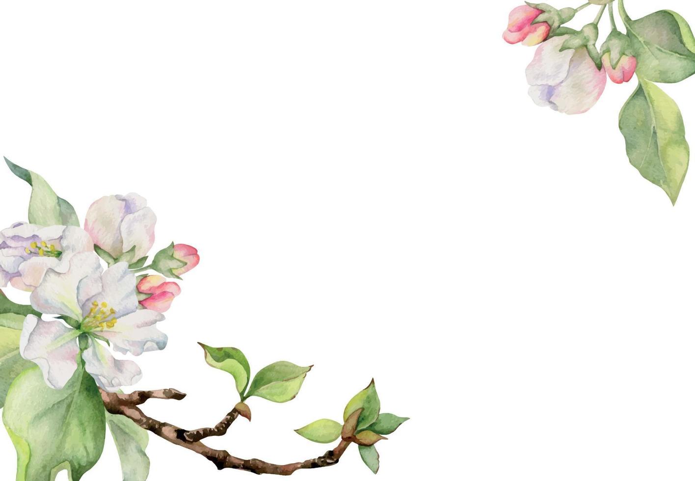 mano dibujado acuarela manzana florecer, blanco y rosado flores con verde hojas. cuadrado marco composición. aislado objeto en blanco antecedentes. diseño para pared arte, boda, imprimir, tela, cubrir, tarjeta. vector