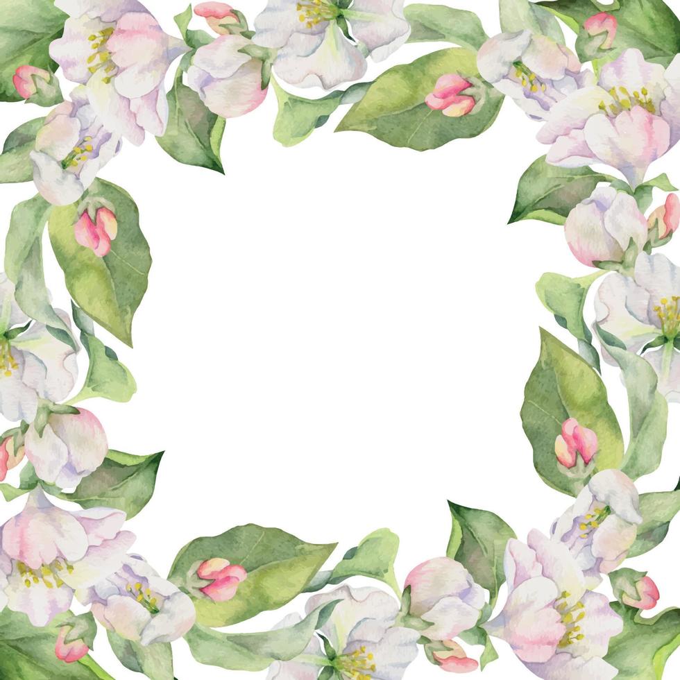 Hand drawn watercolor apple blossom, white and pink flowers with green leaves. Square frame composition. Isolated object on white background. Design for wall art, wedding, print, fabric, cover, card. vector
