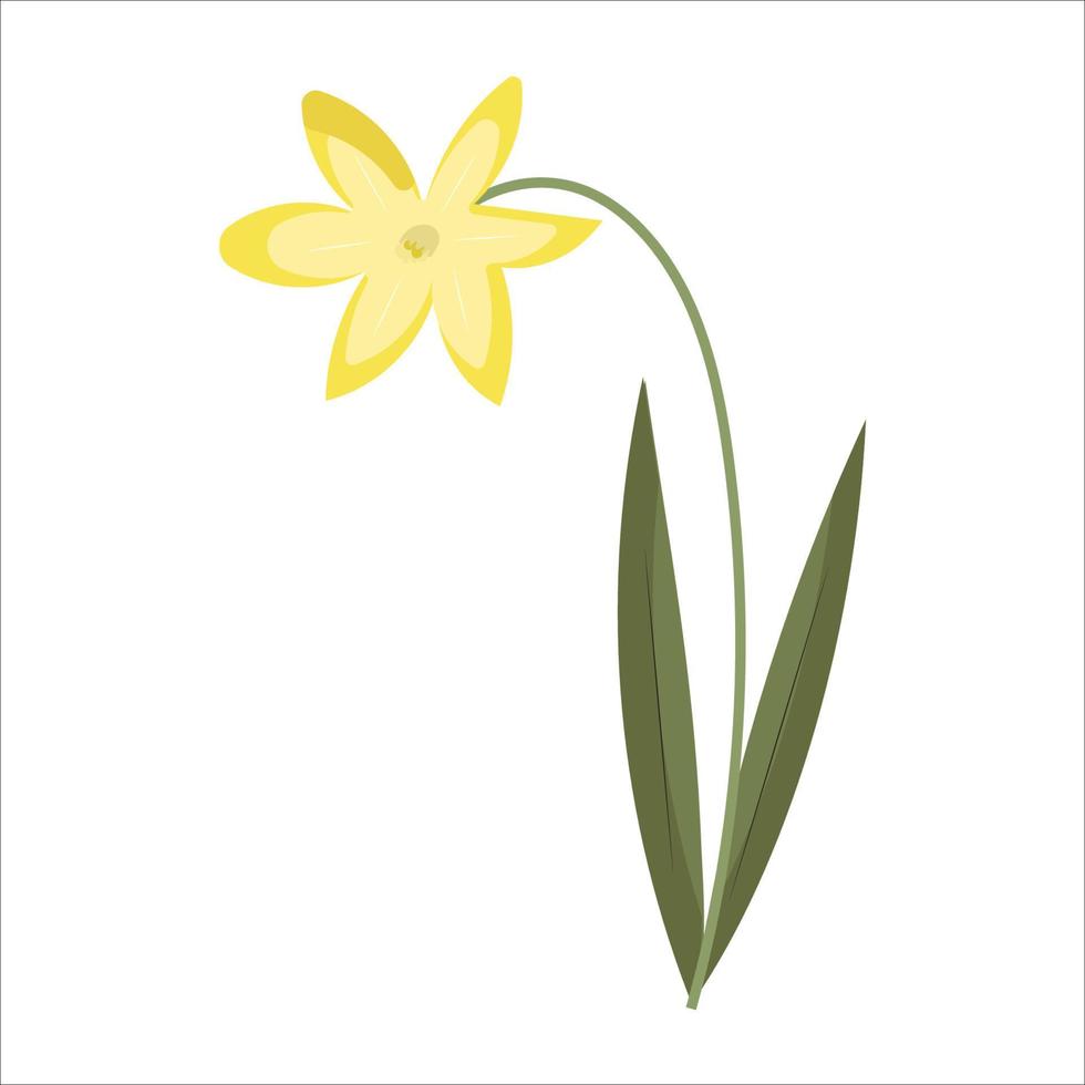 Vector isolated image for use in clipart or postcard design. Yellow daffodil on white background for web