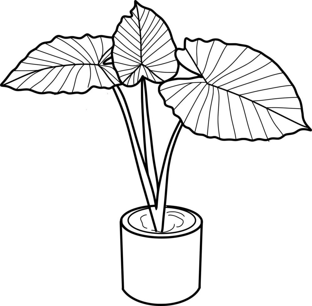 caladio planta arte lineal vector
