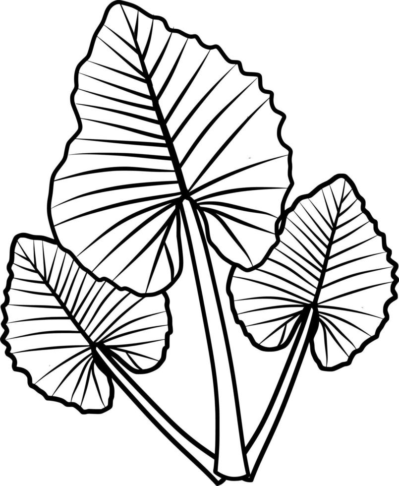 caladio planta arte lineal vector