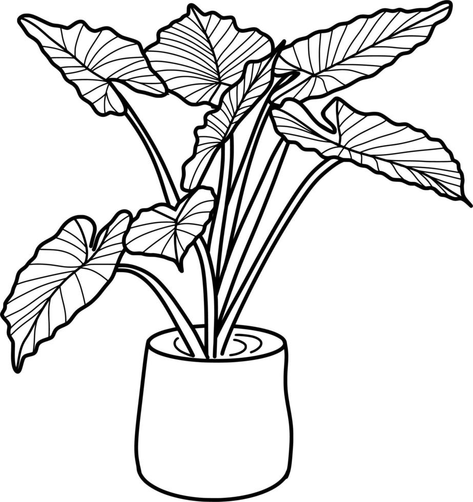 Caladium Plant Lineart 21727644 Vector Art at Vecteezy