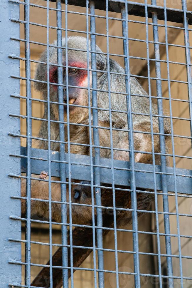 The monkey sits in a cage of the zoo photo