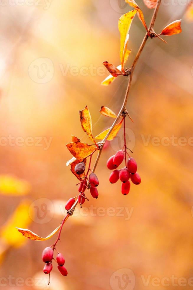 autumn branches with leaves and red berries on branches photo