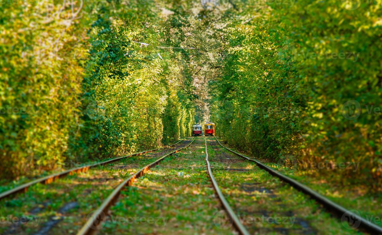 Tram and tram rails in colorful forest photo