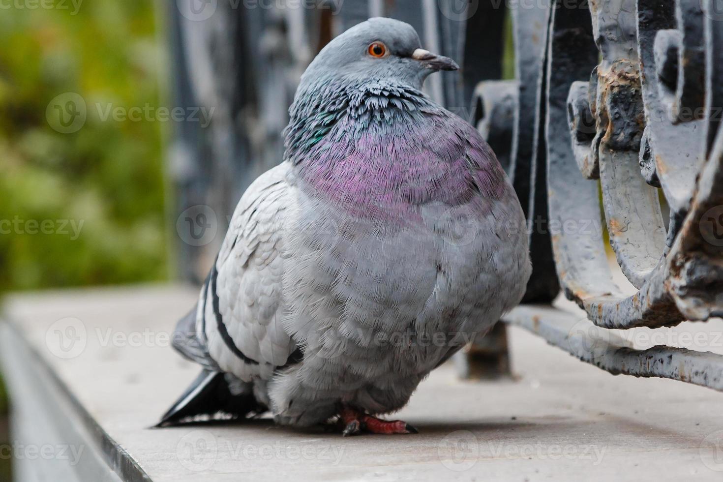 portrait of a beautiful dove photo