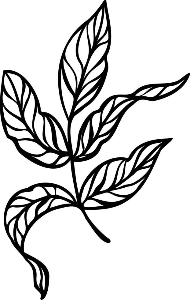 Line art vector leaf illustration. outline leaves drawing,