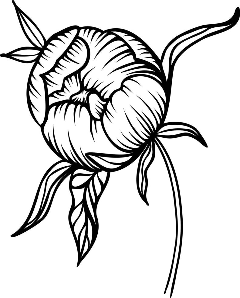 Line art vector peony flowers illustration. outline peonies drawing,