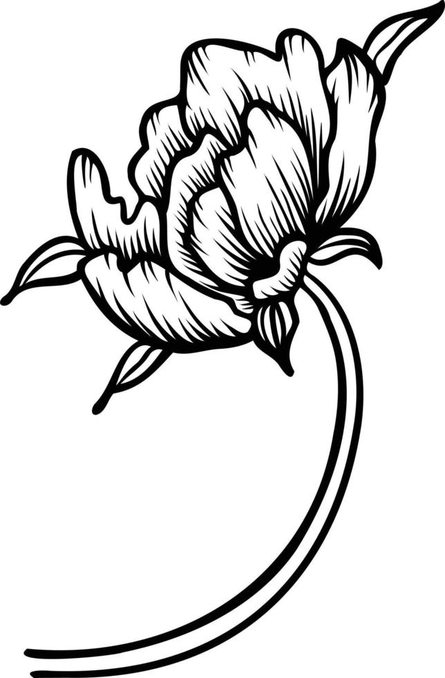 Line art vector peony flowers illustration. outline peonies drawing,