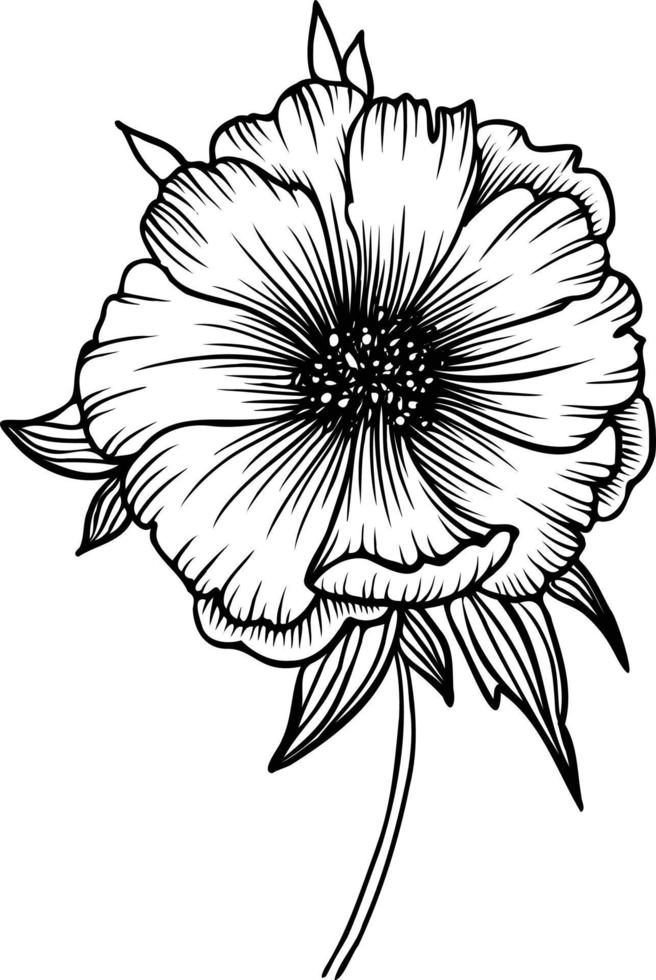Line art vector peony flowers illustration. outline peonies drawing,