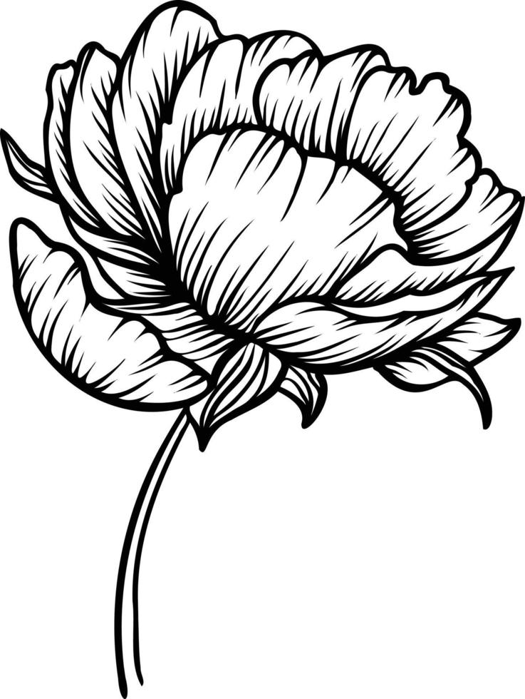 Line art vector peony flowers illustration. outline peonies drawing,