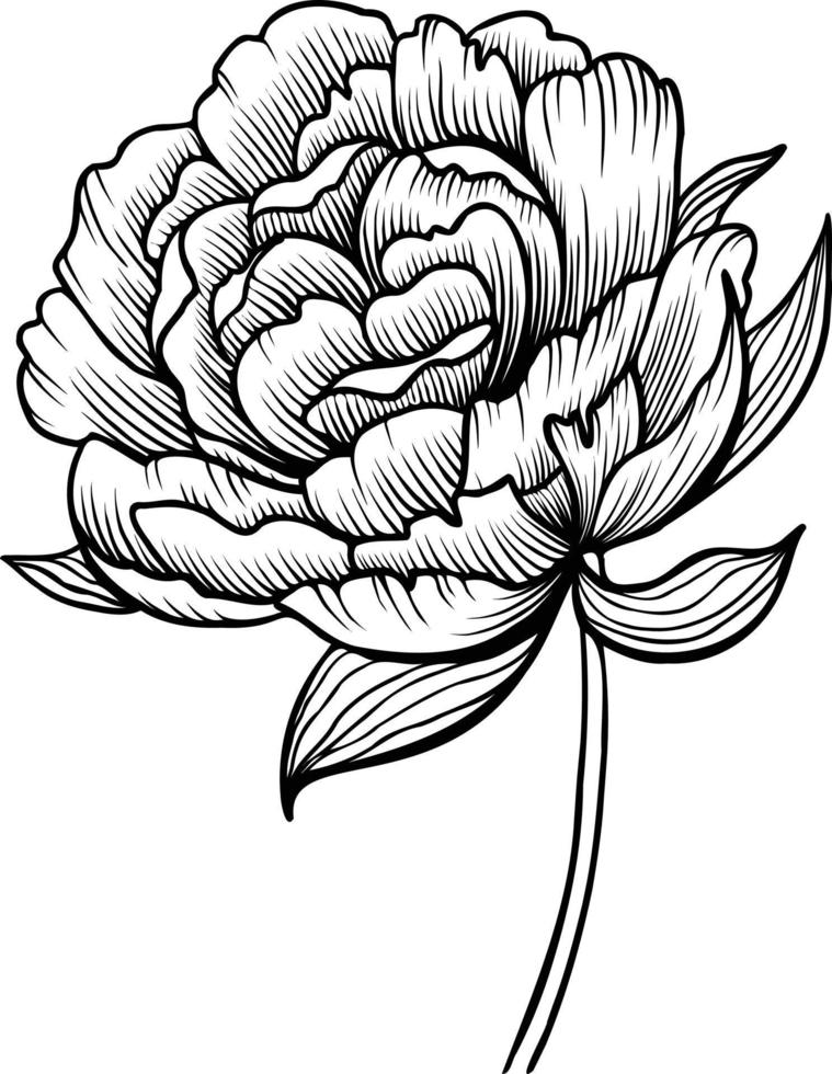 Line art vector peony flowers illustration. outline peonies drawing,