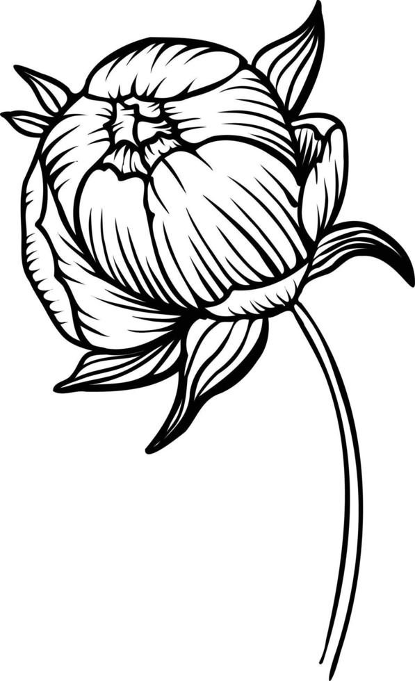 Line art vector peony flowers illustration. outline peonies drawing,