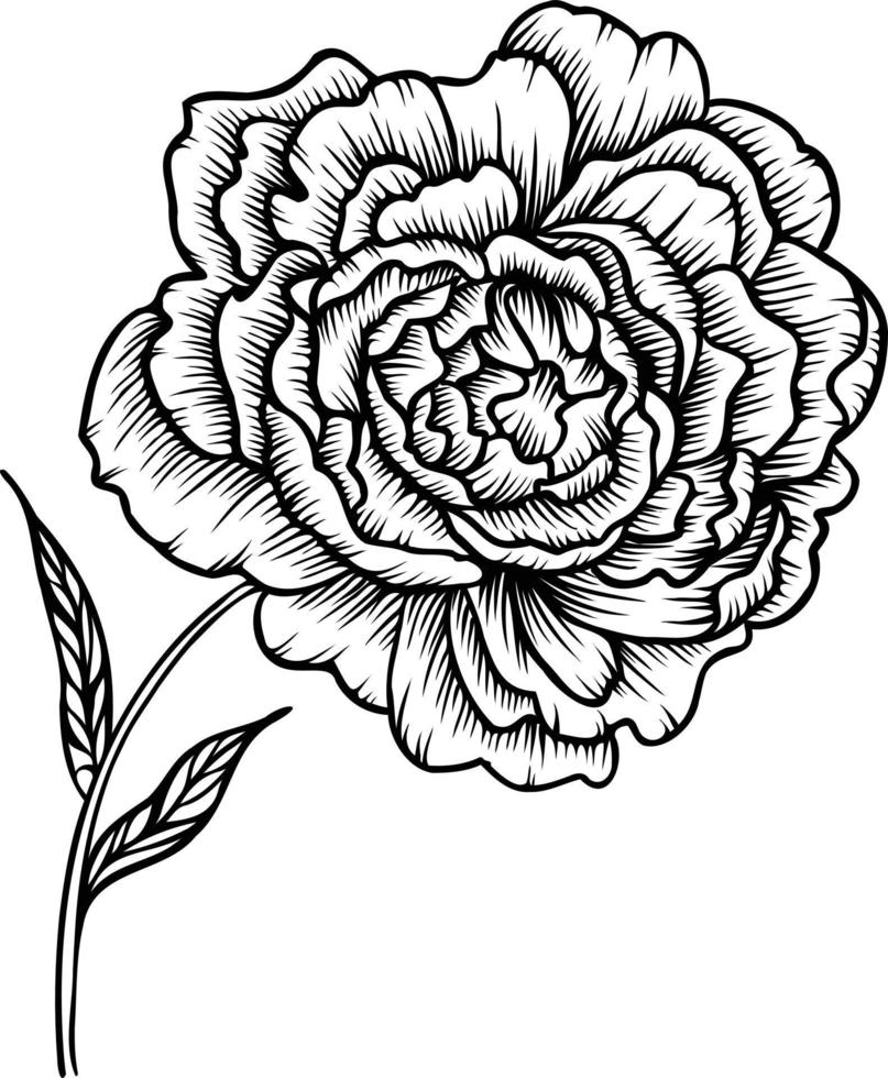 Line art vector peony flowers illustration. outline peonies drawing,