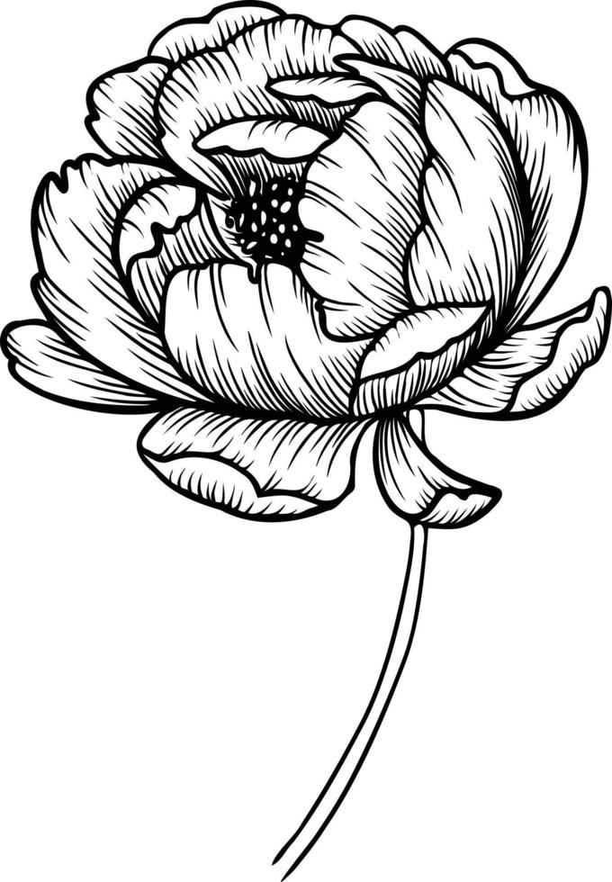 Line art vector peony flowers illustration. outline peonies drawing,