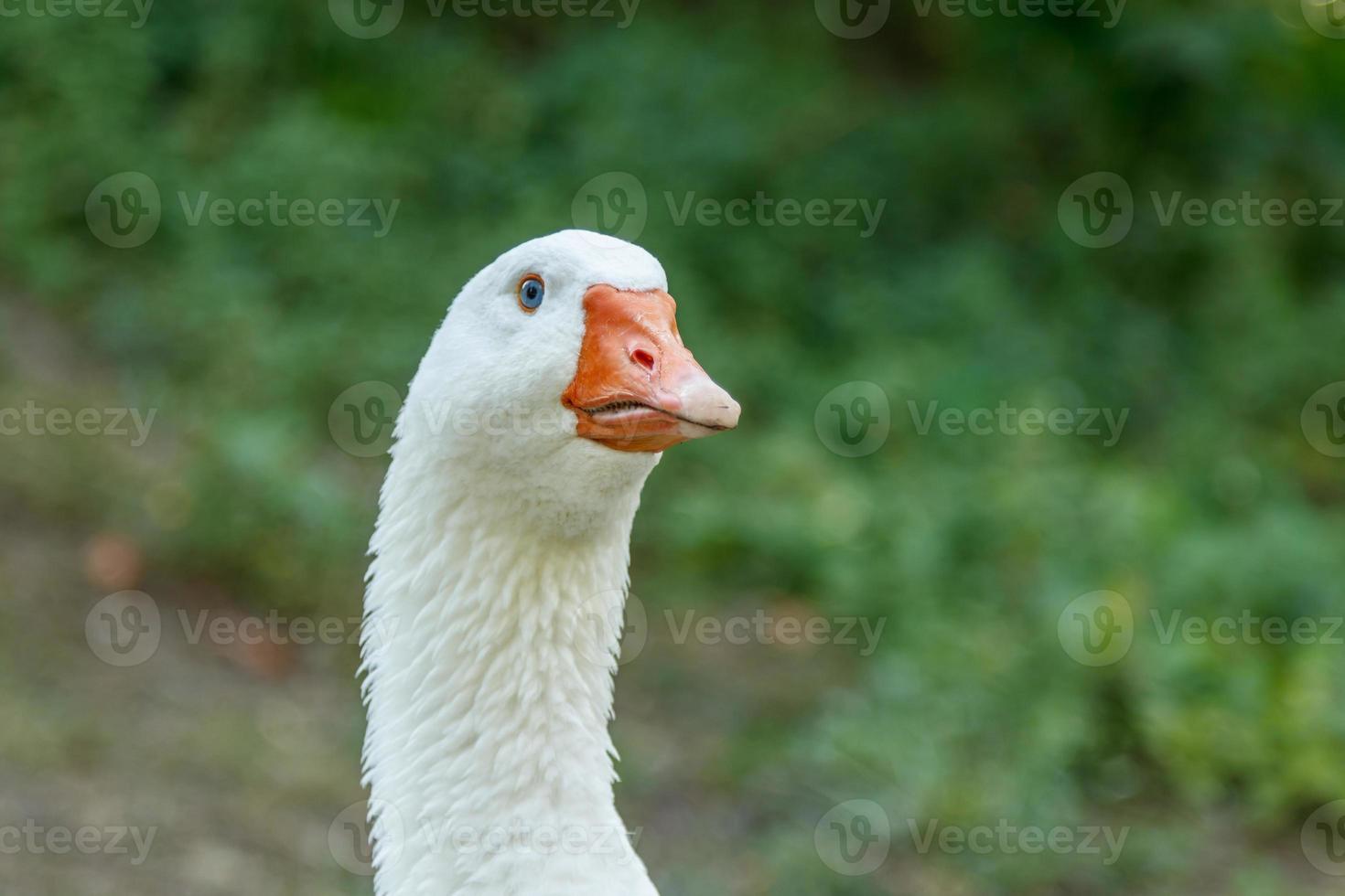 beautiful swans sit on green grass photo