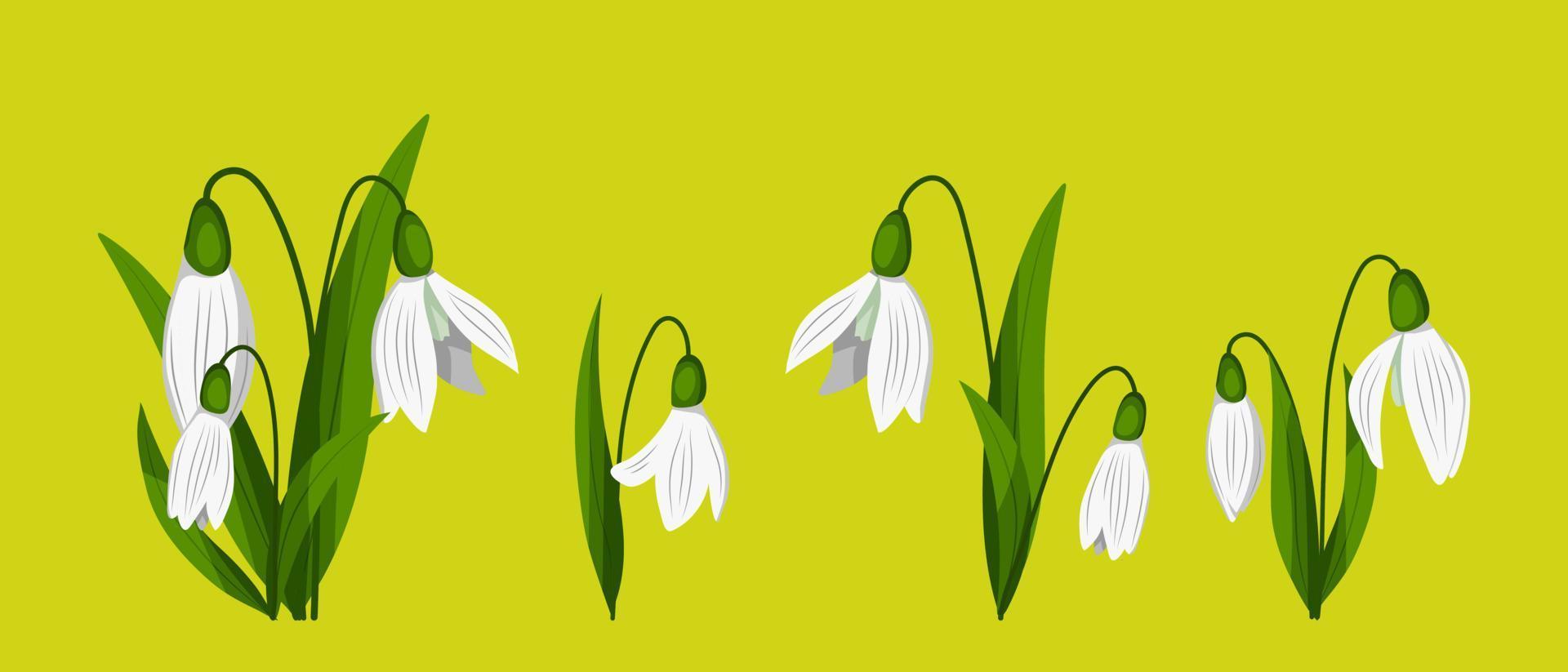 First spring flowers. Delicate flowers of snowdrops for your design. vector