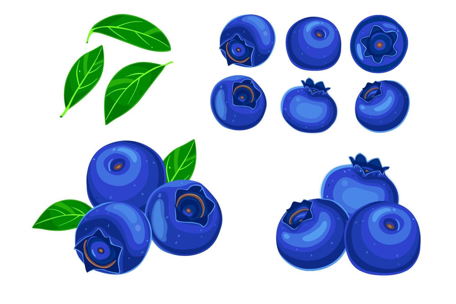 blueberry Isolated on white background. Eps10 vector illustration.