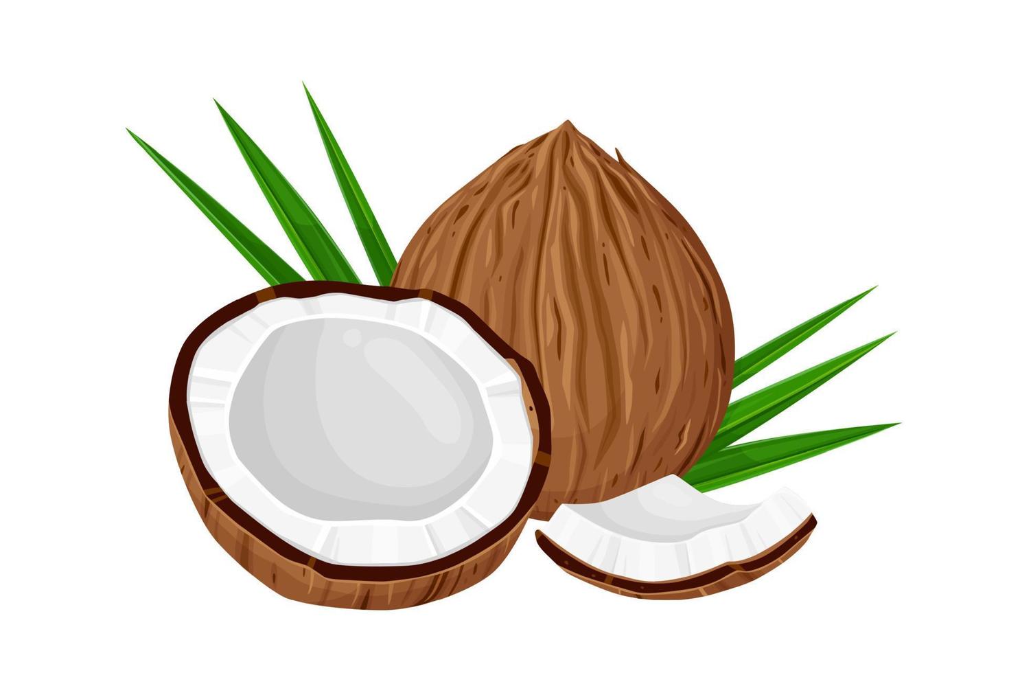 Coconuts and coconut half with leaves isolated on a white background. Vector illustration cartoon flat coconut icon isolated on white background.