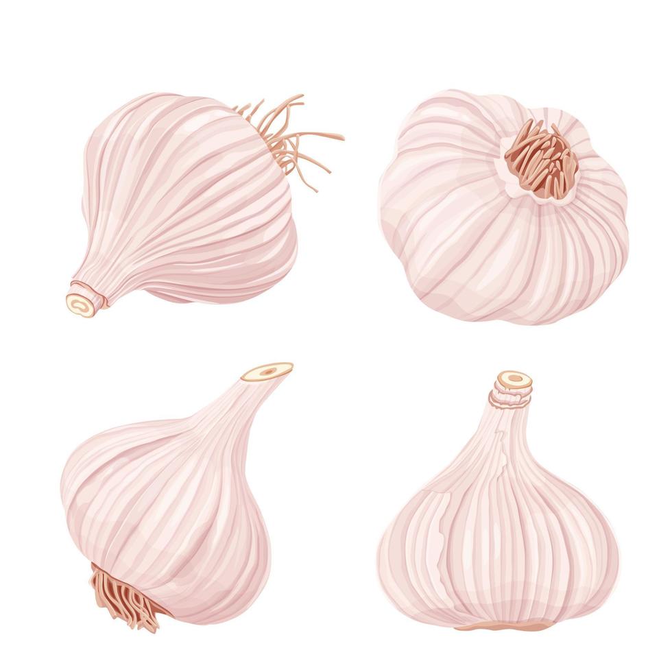 Garlic isolated on white background. Vector eps 10. perfect for wallpaper or design elements