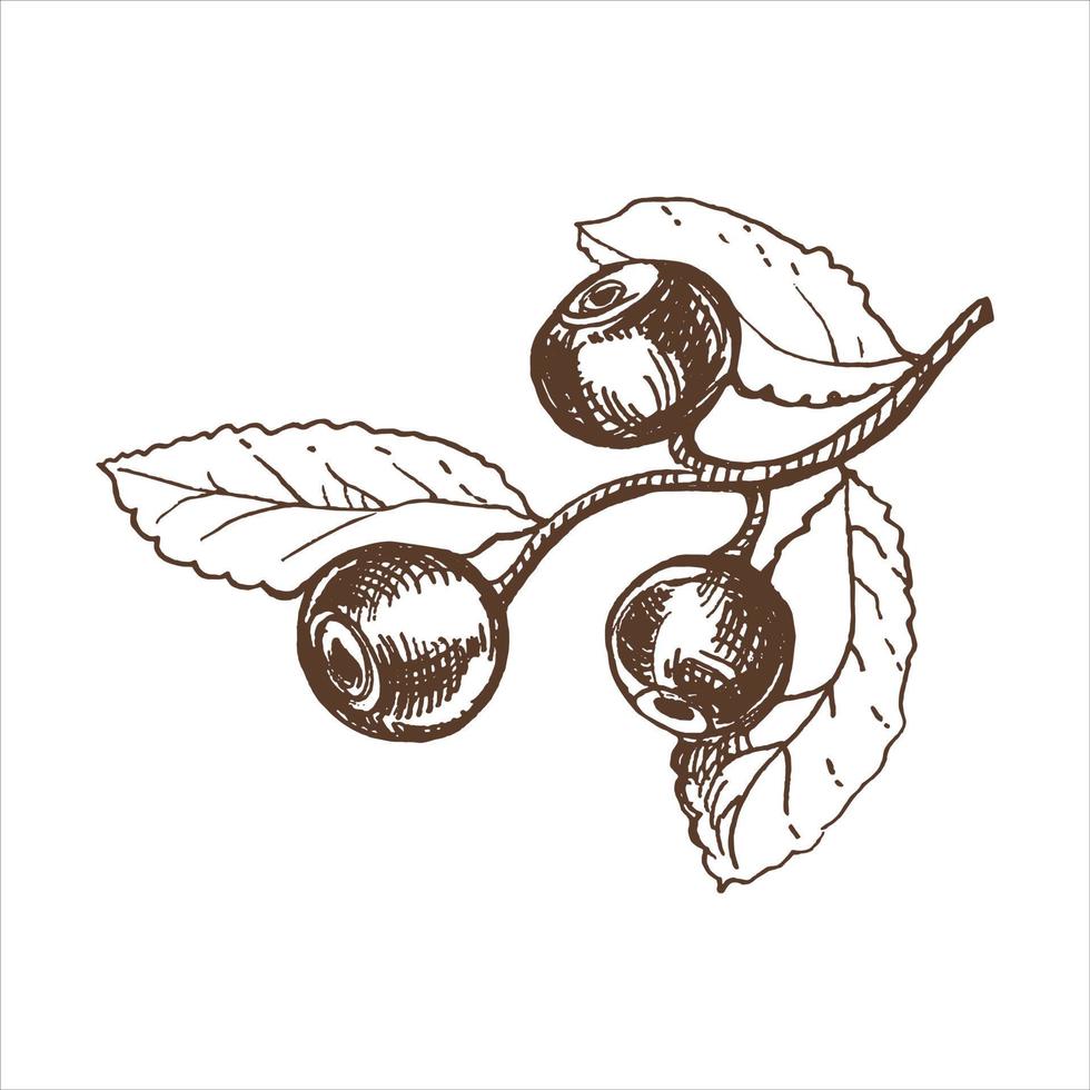 vector mano dibujado botánico ilustración de arándano rama. bosquejo de bosque bayas en grabado estilo.vintage ilustración.