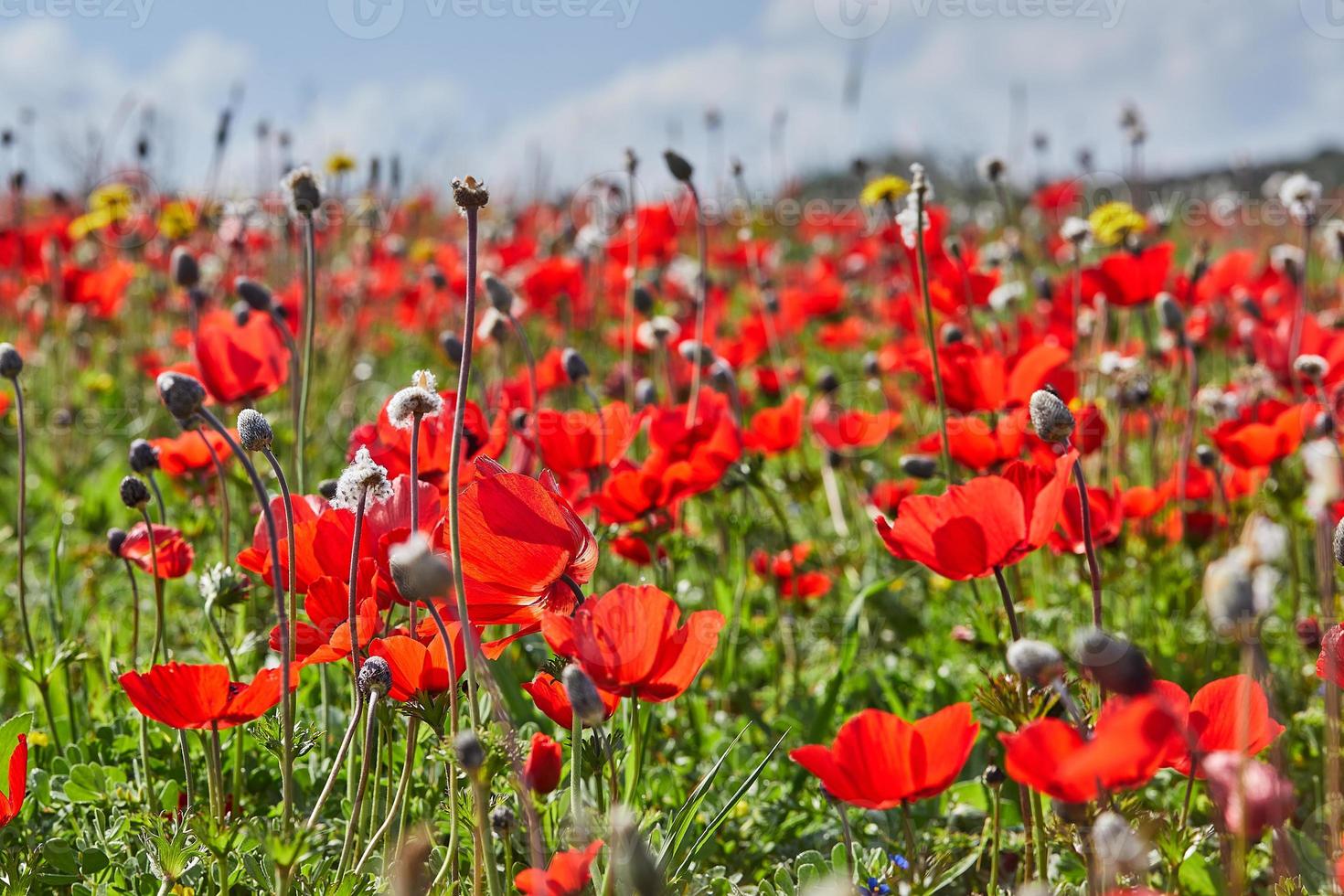 salvaje rojo anémona flores floraciones de cerca en primavera en contra el azul cielo. Desierto de el negev. del Sur Israel. foto