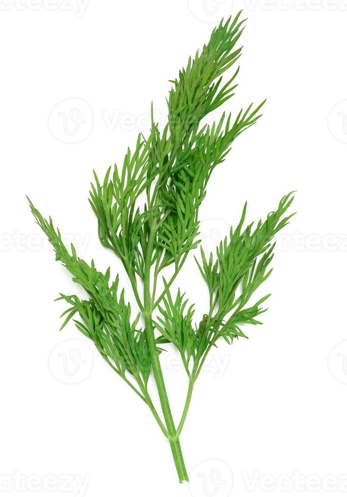 Green branch of dill on a white isolated background, fresh herbs photo