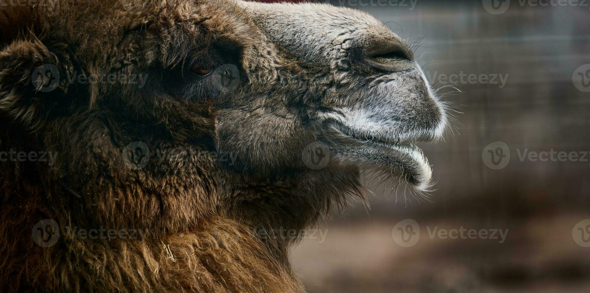 retrato de un adulto marrón camello en un primavera día foto