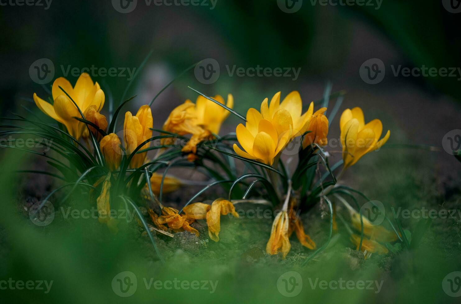 Blooming yellow crocuses with green leaves in the garden, spring flowers photo