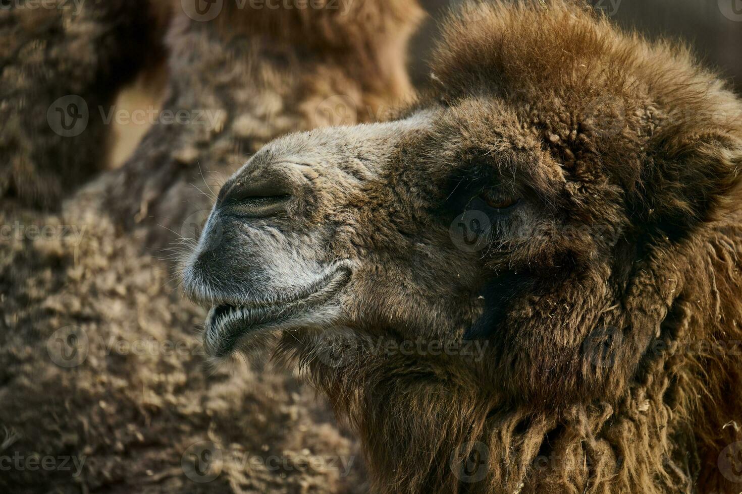 retrato de un adulto marrón camello en un primavera día foto